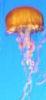 jellyfish lamp